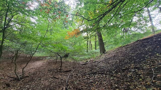 Wäldchen Totholzparadis - Image 1