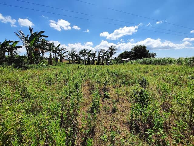Matias Farm - Image 1