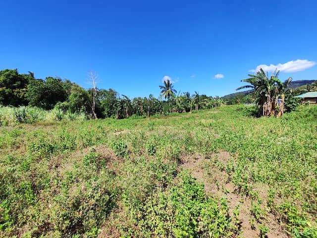 Matias Farm - Image 2