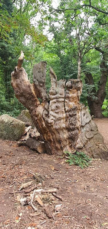 Mandubracius' Seat (Hollow Tree and Den) - Image 1