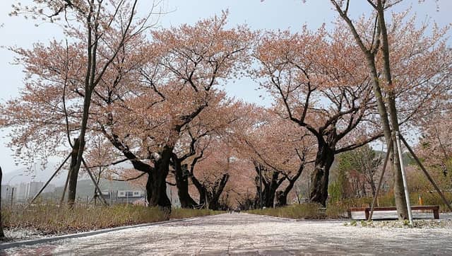 オニャン桜並木 - Image 1