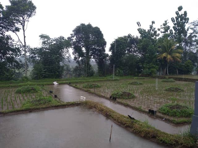 Halaman UT - Image 1