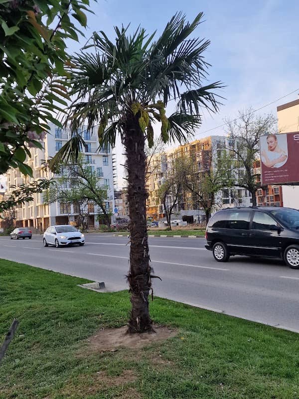 Пальма 🌴 - Image 2