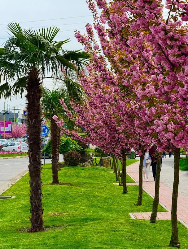 Пальма 🌴 - Image 1