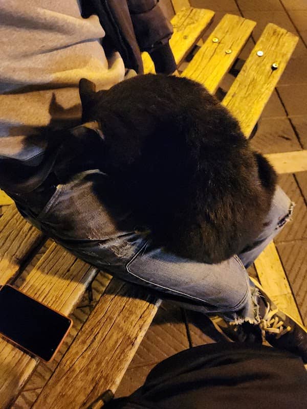 Gatto nero (Eva) - Image 1