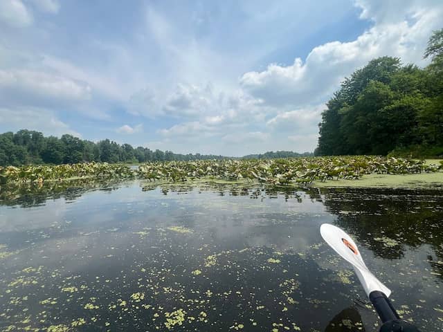 Mogadore Reservoir - Congress Rd. Boat Ramp and Hunting Grounds - Image 2