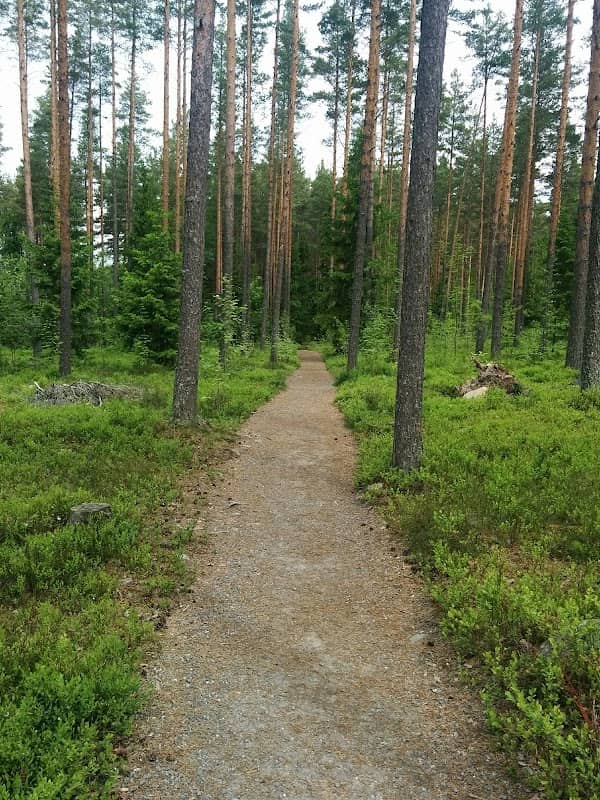 Pori Forest - Image 1