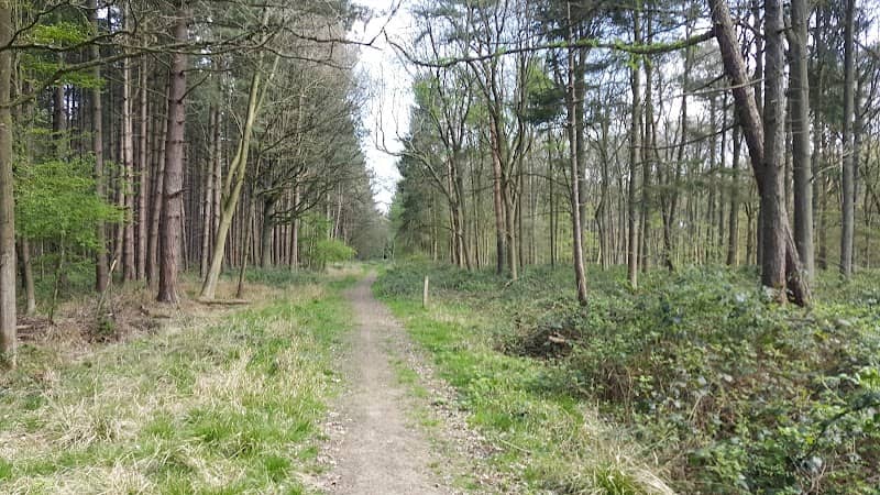 Latton Woods - Image 2