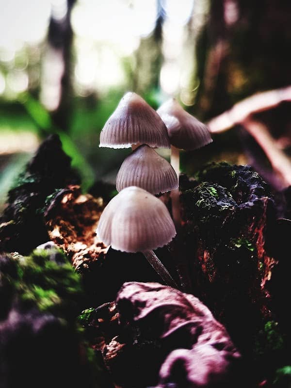 Latton Woods - Image 1