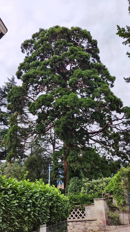 Monumento naturale Sequoia gigante Villa Phönix - Image 2
