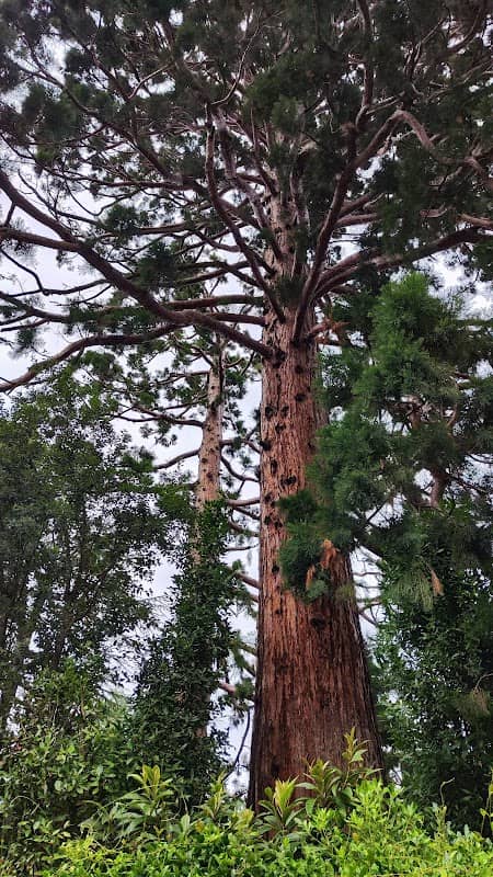 Monumento naturale Sequoia gigante Villa Phönix - Image 1