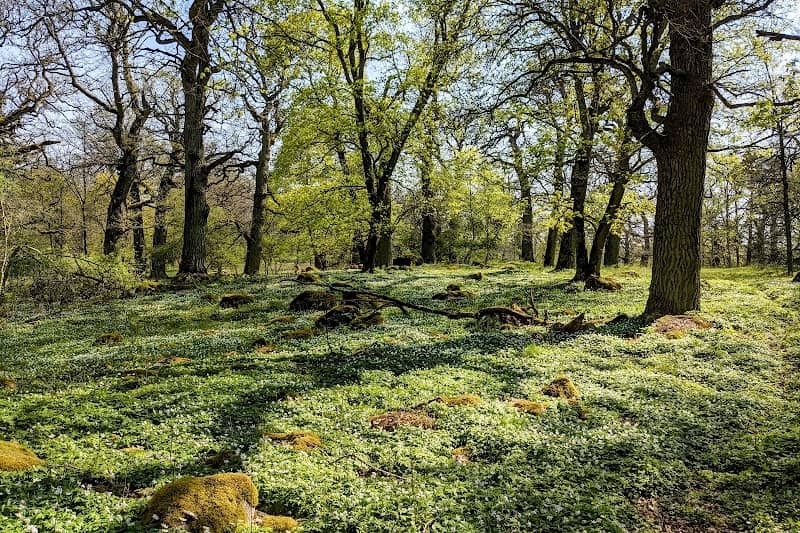 Gorsingeholm nature preserve - Flora's Hill - Image 1