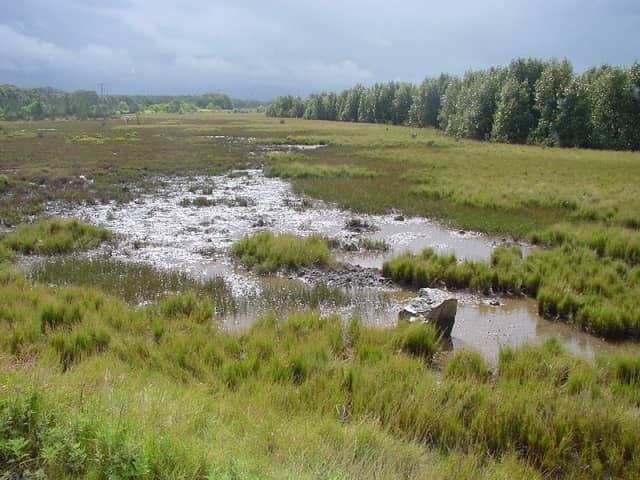 Kooragang Wetland Rehabilitation Project - Image 2