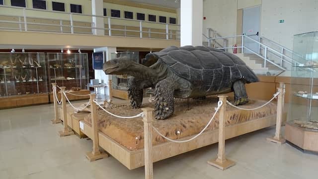 Museum of Paleontology and Geology - Image 2
