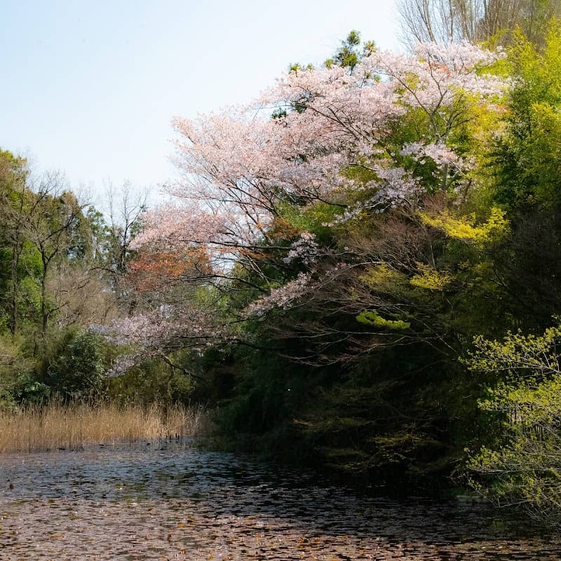 鹿島池 - Image 1
