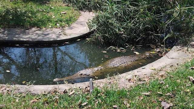 Slender-snouted Crocodile 🐊 - Image 1