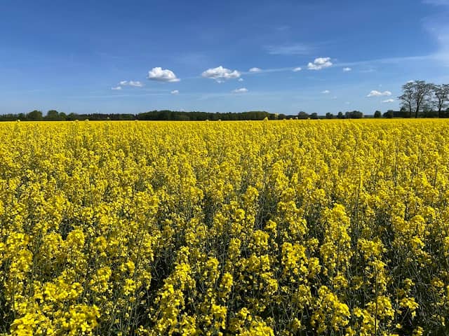 Aussichtspunkt Goldbecker Heide - Image 1