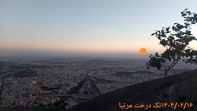 تک درخت مرتیا - Image 2
