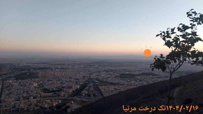 تک درخت مرتیا - Image 2