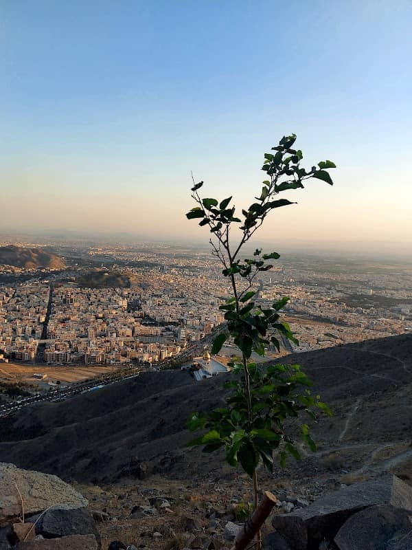 تک درخت مرتیا - Image 1