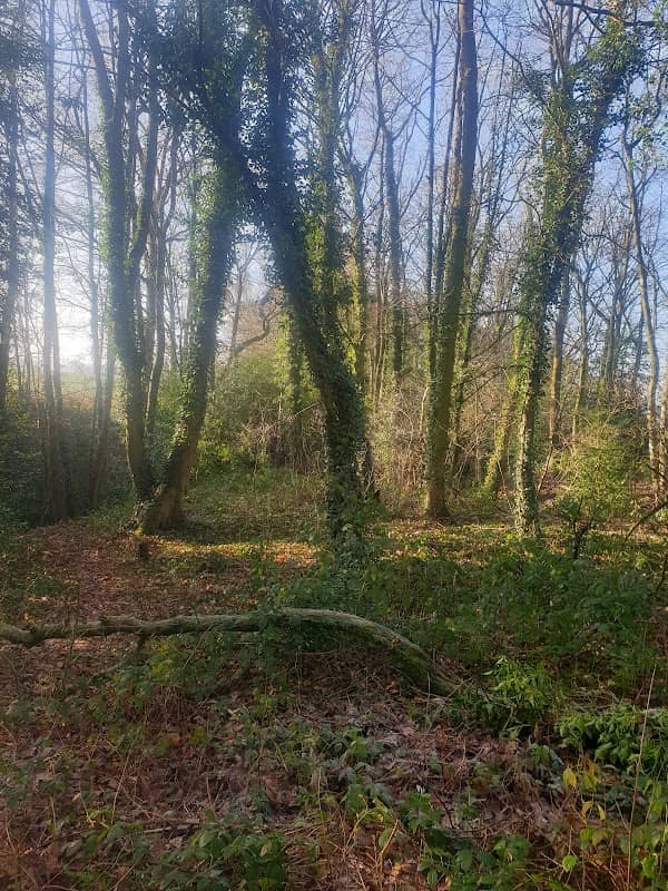 Gypsy Brook - Image 1