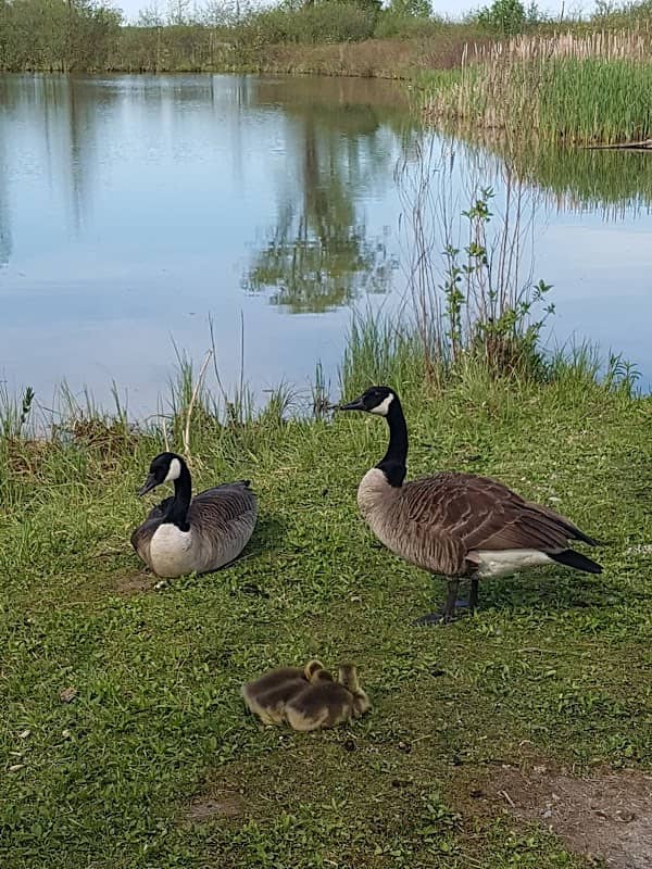 Mac Johnson Wildlife Area - Image 2