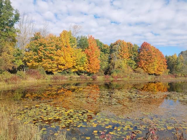 Mac Johnson Wildlife Area - Image 1