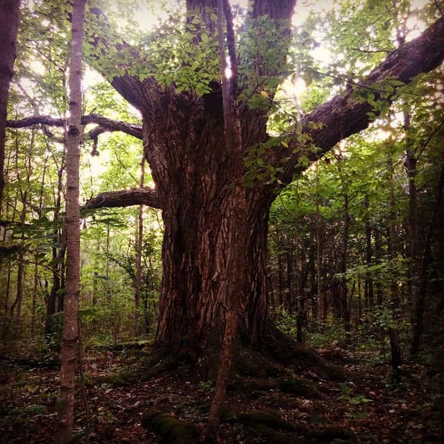 Mac Johnson Wildlife Area - Image 3