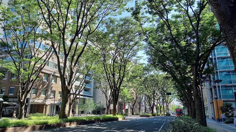 Beautiful zelkova trees in fresh green (Aoba-dori Ave) - Image 1