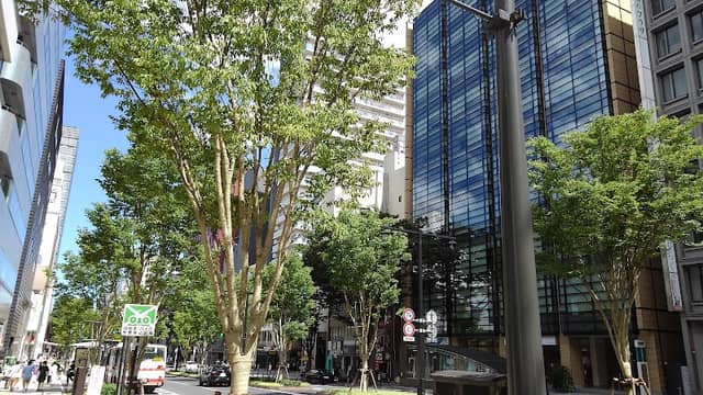 Beautiful zelkova trees in fresh green (Aoba-dori Ave) - Image 3