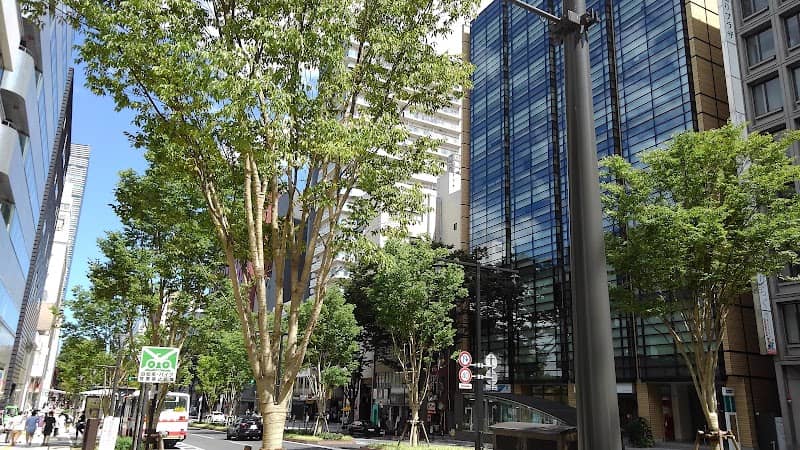 Beautiful zelkova trees in fresh green (Aoba-dori Ave) - Image 3