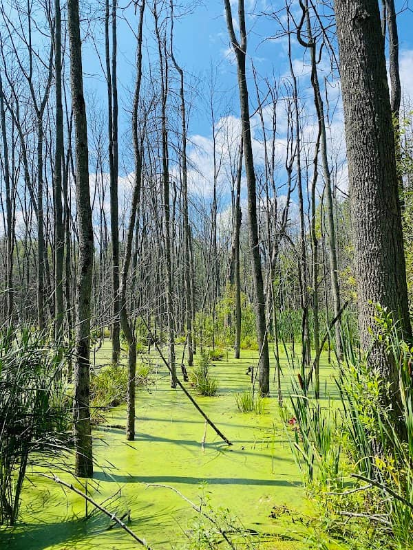 The Nature Preserve at Friday Harbour - Image 2