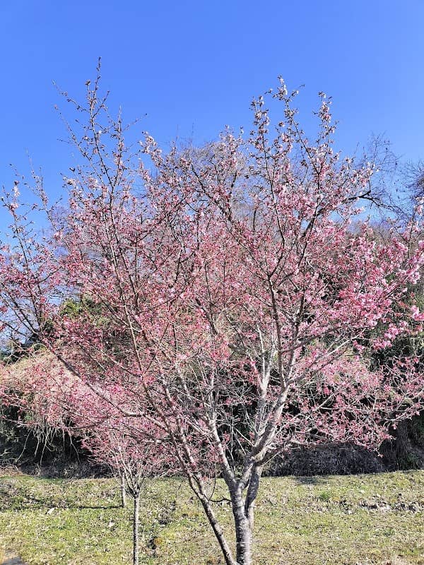 大山新道おかめ桜並木 - Image 1