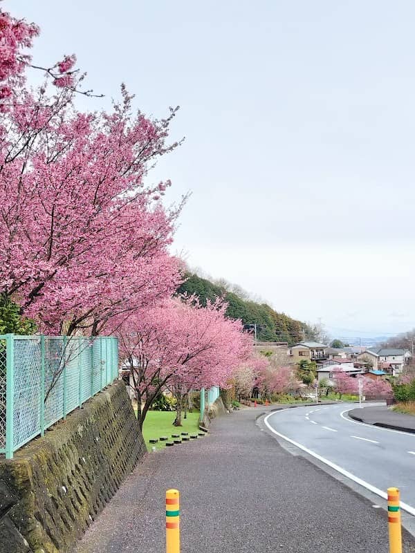 大山新道おかめ桜並木 - Image 2