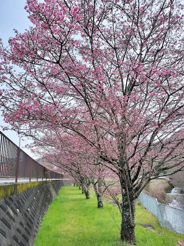 大山新道おかめ桜並木 - Image 3