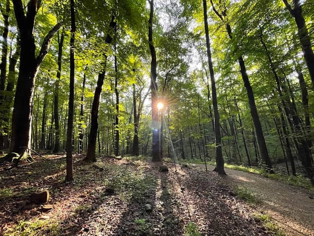The West Woods - Image 2