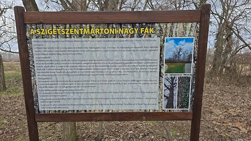 A két hatalmas feketenyár - Image 1