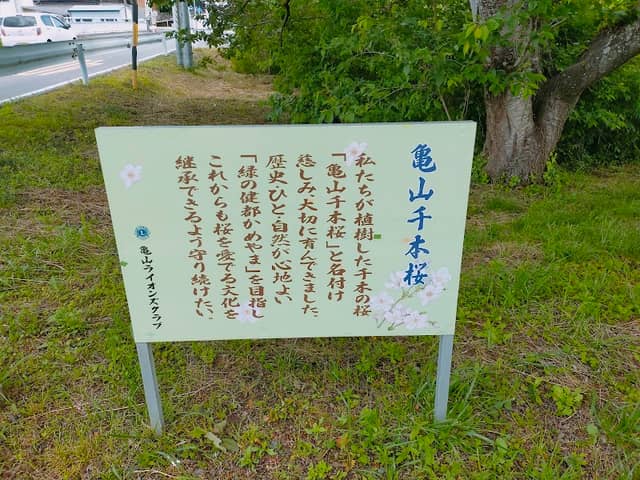 Kameyama Senbonzakura - Image 1