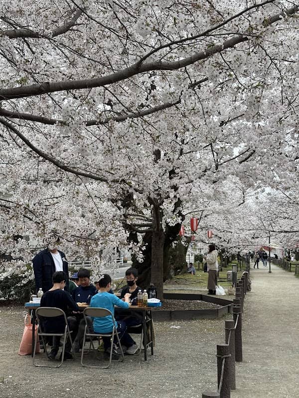 桜並木通り - Image 1