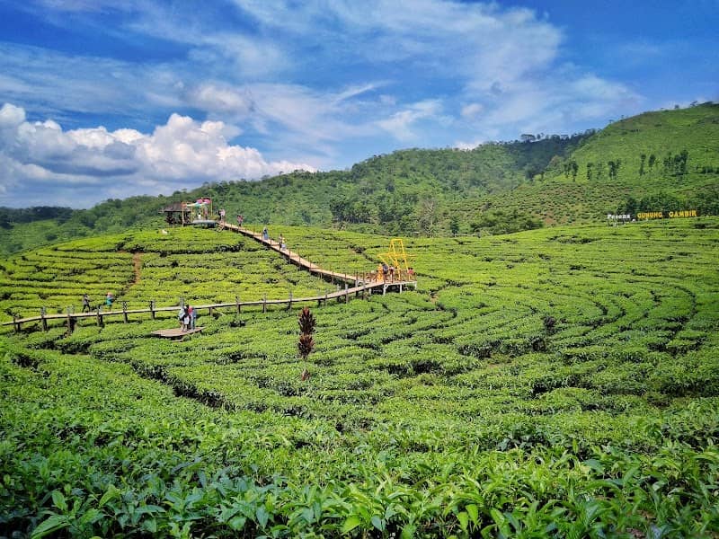 Wisata kebun teh gunung gambir - Image 1