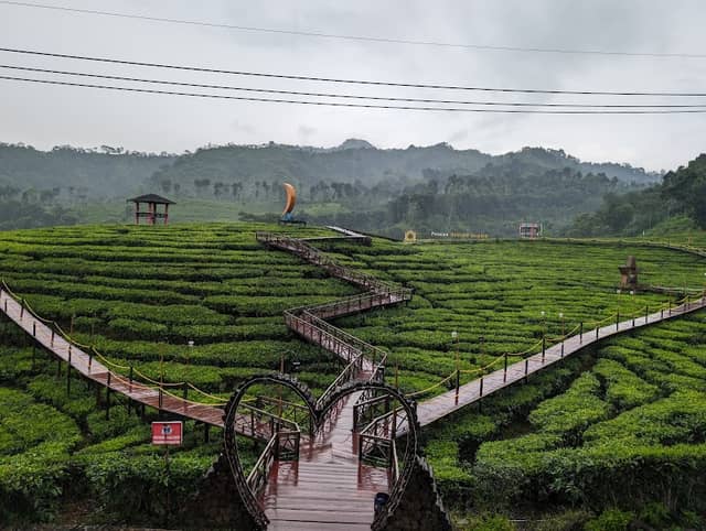 Wisata kebun teh gunung gambir - Image 2