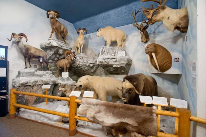 Pierson Wildlife Museum Learning Center - Image 1