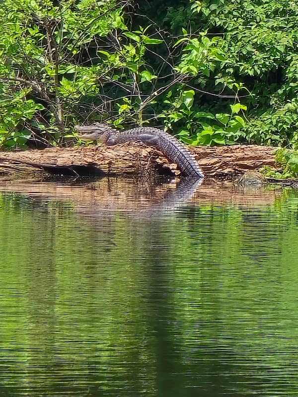 Lake Caroline - Image 1