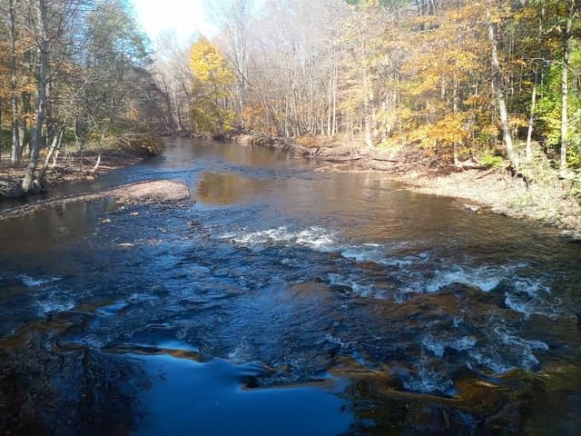 Forest Park - Image 2