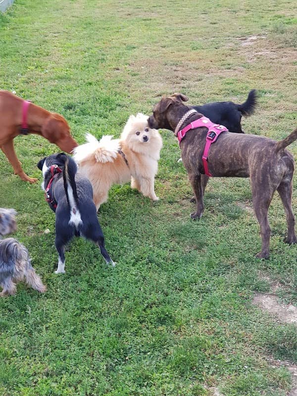 Hundeauslaufzone - Image 1