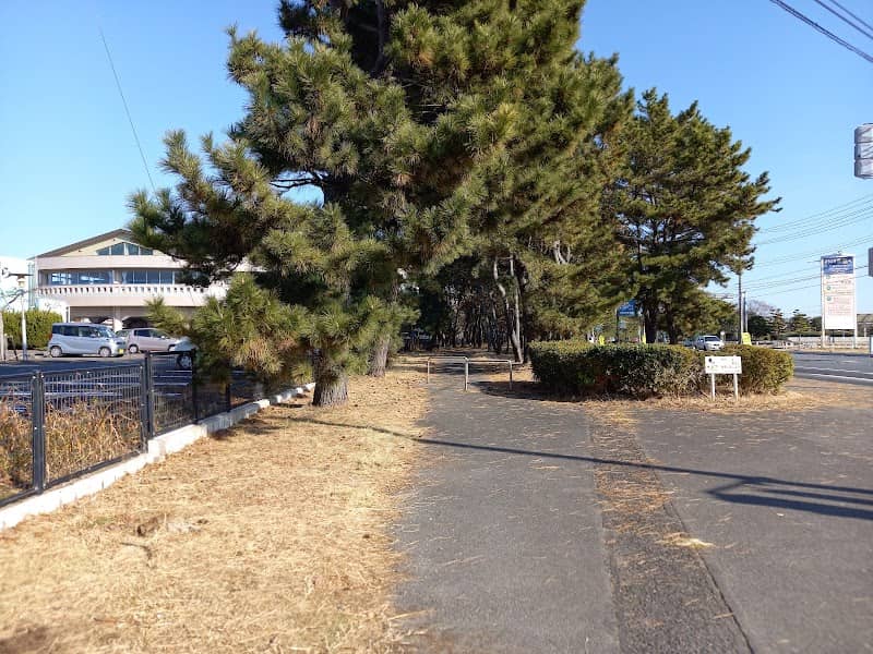 大洗松並木 - Image 1