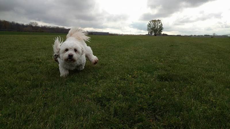 Pepi's Playground - Image 1