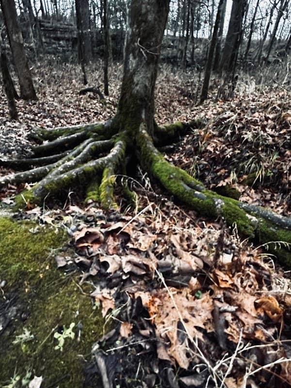 willhoite mill trailhead - Image 1