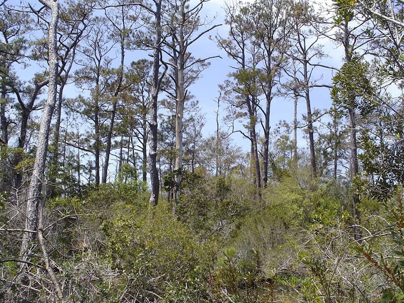 Buxton Woods Reserve - Image 2