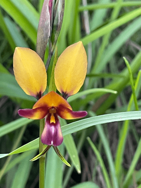 Wildflower Reserve - Image 2